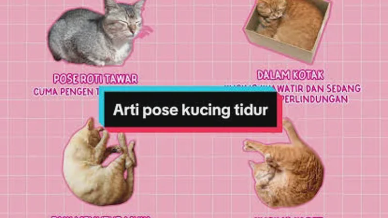 10 Arti Posisi Tidur Kucing yang Unik Ternyata Simpan Pesan Rahasia Bagi Pemiliknya