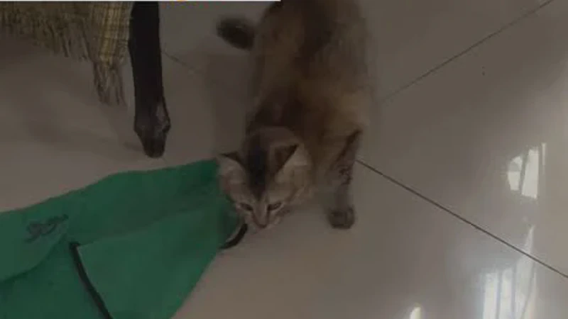8 Meme Kucing Lucu saat Ketemu Serangga yang Viral Bikin Gemas Sekaligus Heran