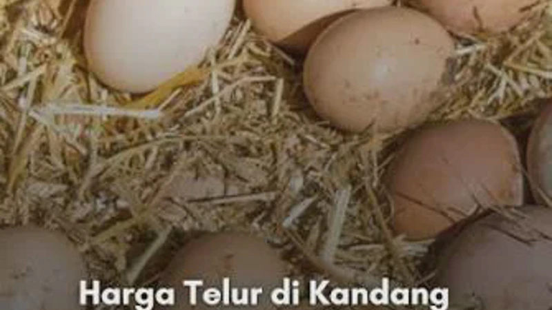 Harga Telur di Peternak Anjlok, Pemerintah Gercep Cari Pembeli Sampai Singapura